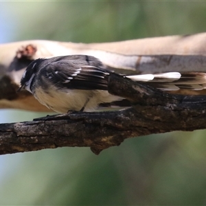 Rhipidura albiscapa (Grey Fantail) at Fyshwick, ACT - 18 Mar 2025 by RodDeb