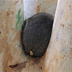 Trichosurus vulpecula at Fyshwick, ACT - 18 Mar 2025 by RodDeb