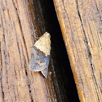 Epiphyas postvittana (Light Brown Apple Moth) at Denman Prospect, ACT - 19 Mar 2025 by AaronClausen