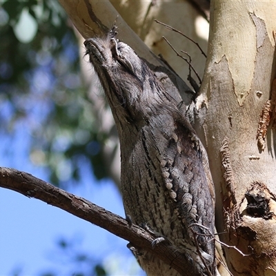 Podargus strigoides (Tawny Frogmouth) at Fyshwick, ACT - 18 Mar 2025 by RodDeb