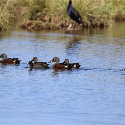 Spatula rhynchotis (Australasian Shoveler) at Fyshwick, ACT - Yesterday by RodDeb