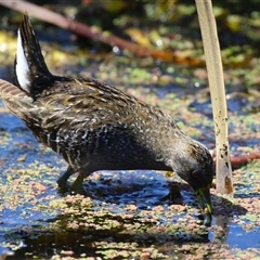 Porzana fluminea (Australian Spotted Crake) at Fyshwick, ACT - Yesterday by RodDeb