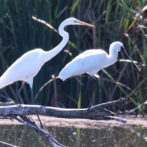 Ardea alba (Great Egret) at Fyshwick, ACT - 18 Mar 2025 by RodDeb