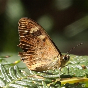 Heteronympha banksii (Banks' Brown) at Harolds Cross, NSW - 19 Mar 2025 by MatthewFrawley