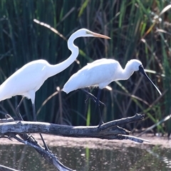 Ardea alba at Fyshwick, ACT - 18 Mar 2025 by RodDeb