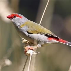 Neochmia temporalis (Red-browed Finch) at Fyshwick, ACT - 18 Mar 2025 by RodDeb