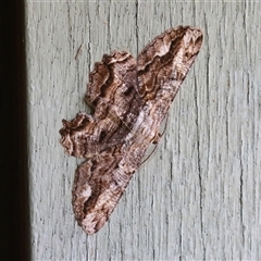 Scioglyptis lyciaria (White-patch Bark Moth) at Fyshwick, ACT - Yesterday by RodDeb