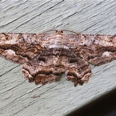 Scioglyptis lyciaria at Fyshwick, ACT - 18 Mar 2025 02:31 PM
