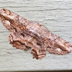 Scioglyptis lyciaria at Fyshwick, ACT - 18 Mar 2025 02:31 PM