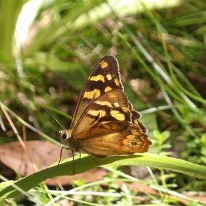 Heteronympha banksii at Harolds Cross, NSW - suppressed