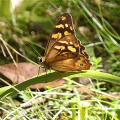 Heteronympha banksii at Harolds Cross, NSW - suppressed