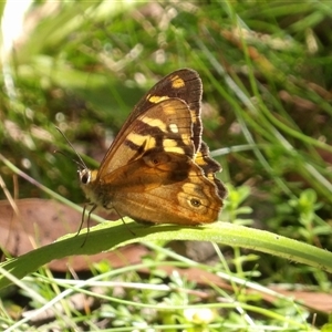 Heteronympha banksii at Harolds Cross, NSW - suppressed