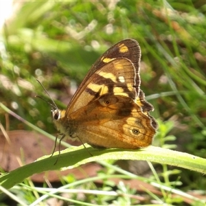 Heteronympha banksii at Harolds Cross, NSW - suppressed