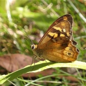 Heteronympha banksii at Harolds Cross, NSW - suppressed