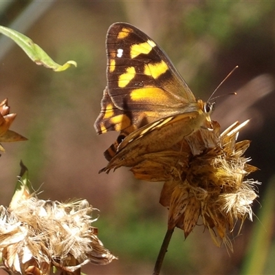 Heteronympha banksii (Banks' Brown) at Harolds Cross, NSW - 19 Mar 2025 by MatthewFrawley