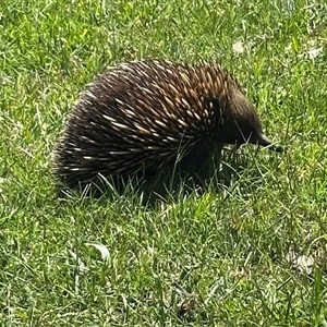 Tachyglossus aculeatus (Short-beaked Echidna) at Kangaroo Valley, NSW - 19 Mar 2025 by lbradley