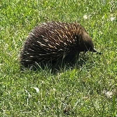 Tachyglossus aculeatus (Short-beaked Echidna) at Kangaroo Valley, NSW - 19 Mar 2025 by lbradley