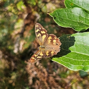 Heteronympha banksii (Banks' Brown) at Harolds Cross, NSW - 19 Mar 2025 by MatthewFrawley