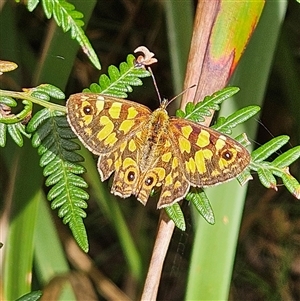 Oreixenica lathoniella (Silver Xenica) at Harolds Cross, NSW - 19 Mar 2025 by MatthewFrawley