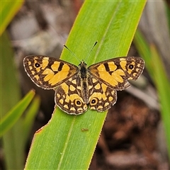 Oreixenica lathoniella (Silver Xenica) at Harolds Cross, NSW - 19 Mar 2025 by MatthewFrawley