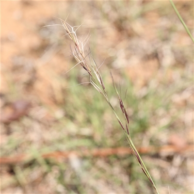 Aristida ramosa (Purple Wire Grass) at Gunning, NSW - 21 Feb 2025 by ConBoekel