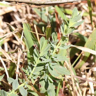 Hypericum perforatum (St John's Wort) at Gunning, NSW - 21 Feb 2025 by ConBoekel