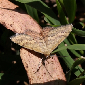 Scopula rubraria at Gunning, NSW - 21 Feb 2025 12:19 PM