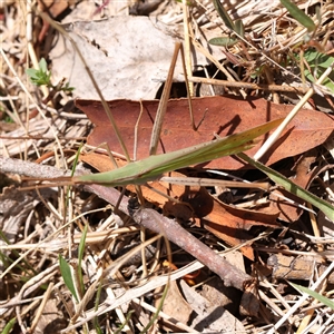 Acrida conica (Giant green slantface) at Gunning, NSW - 21 Feb 2025 by ConBoekel