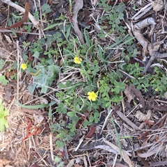 Oxalis sp. (Wood Sorrel) at Gunning, NSW - 21 Feb 2025 by ConBoekel