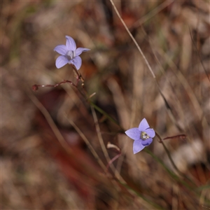 Wahlenbergia sp. (Bluebell) at Gunning, NSW - 21 Feb 2025 by ConBoekel