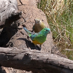 Psephotus haematonotus (Red-rumped Parrot) at Gunning, NSW - 21 Feb 2025 by ConBoekel