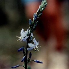 Caesia calliantha (Blue Grass-lily) at Yattalunga, SA - 2 Sep 1990 by johnpugh