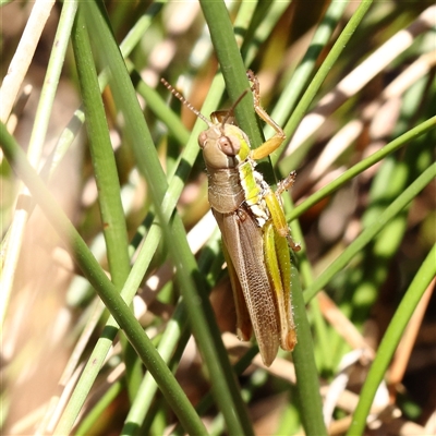 Bermius brachycerus (A grasshopper) at Gunning, NSW - 21 Feb 2025 by ConBoekel