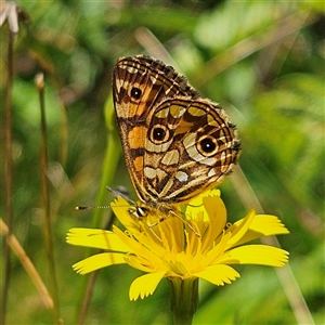 Oreixenica lathoniella (Silver Xenica) at Harolds Cross, NSW - 19 Mar 2025 by MatthewFrawley