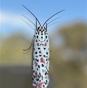 Utetheisa pulchelloides (Heliotrope Moth) at Welby, NSW - 19 Mar 2025 by Beckyjo