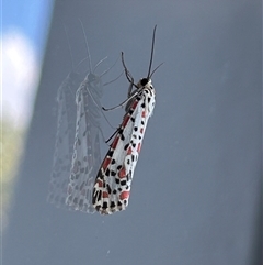 Utetheisa pulchelloides at Welby, NSW - 19 Mar 2025 11:25 AM