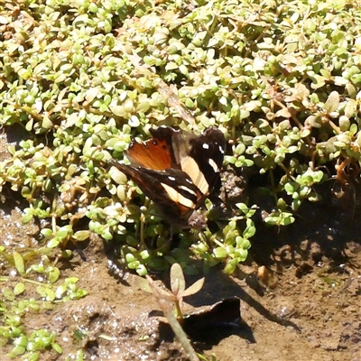 Vanessa itea (Yellow Admiral) at Gunning, NSW - 21 Feb 2025 by ConBoekel