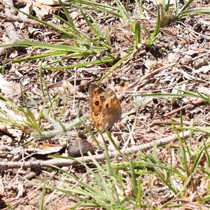 Junonia villida (Meadow Argus) at Gunning, NSW - 21 Feb 2025 by ConBoekel