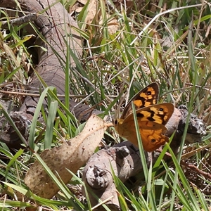 Heteronympha penelope at Gunning, NSW - 21 Feb 2025 by ConBoekel