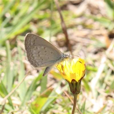 Zizina otis (Common Grass-Blue) at Gunning, NSW - 21 Feb 2025 by ConBoekel