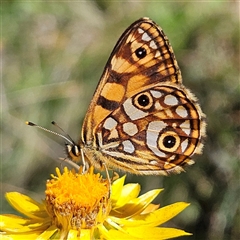 Oreixenica lathoniella (Silver Xenica) at Harolds Cross, NSW - 19 Mar 2025 by MatthewFrawley