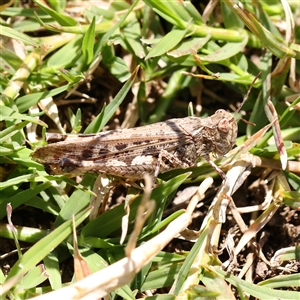 Austroicetes sp. (genus) (A grasshopper) at Gunning, NSW - 21 Feb 2025 by ConBoekel