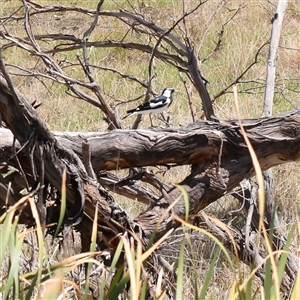 Grallina cyanoleuca at Gunning, NSW - 21 Feb 2025 by ConBoekel