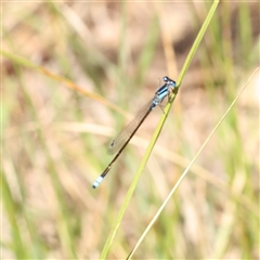 Ischnura heterosticta (Common Bluetail Damselfly) at Gunning, NSW - 21 Feb 2025 by ConBoekel