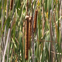 Typha domingensis (Bullrush) at Gunning, NSW - 21 Feb 2025 by ConBoekel