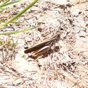 Caledia captiva (grasshopper) at Gunning, NSW - 21 Feb 2025 by ConBoekel