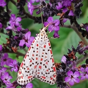 Utetheisa (genus) at Jamberoo, NSW - 22 Mar 2025 04:37 PM