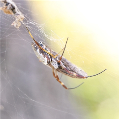 Trichonephila edulis (Golden orb weaver) at Gunning, NSW - 21 Feb 2025 by ConBoekel