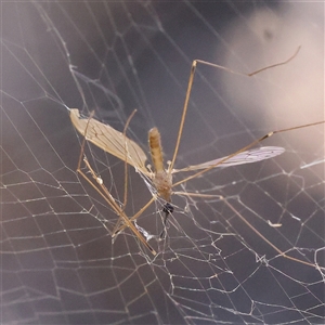 Unidentified Crane fly, midge, mosquito or gnat (several families) at Gunning, NSW - 21 Feb 2025 by ConBoekel