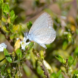 Zizina otis (Common Grass-Blue) at Jamberoo, NSW - 19 Mar 2025 by plants